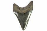 Serrated, Lower Fossil Megalodon Tooth - Georgia #107263-2